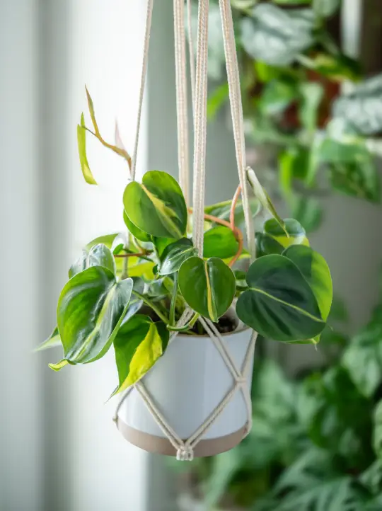 Individual Therapy Colorado